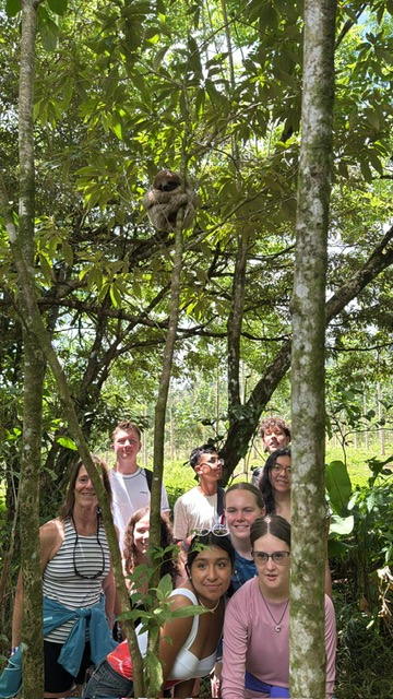Group of tourists observing a sloth in rainforest canopy among tall trees
