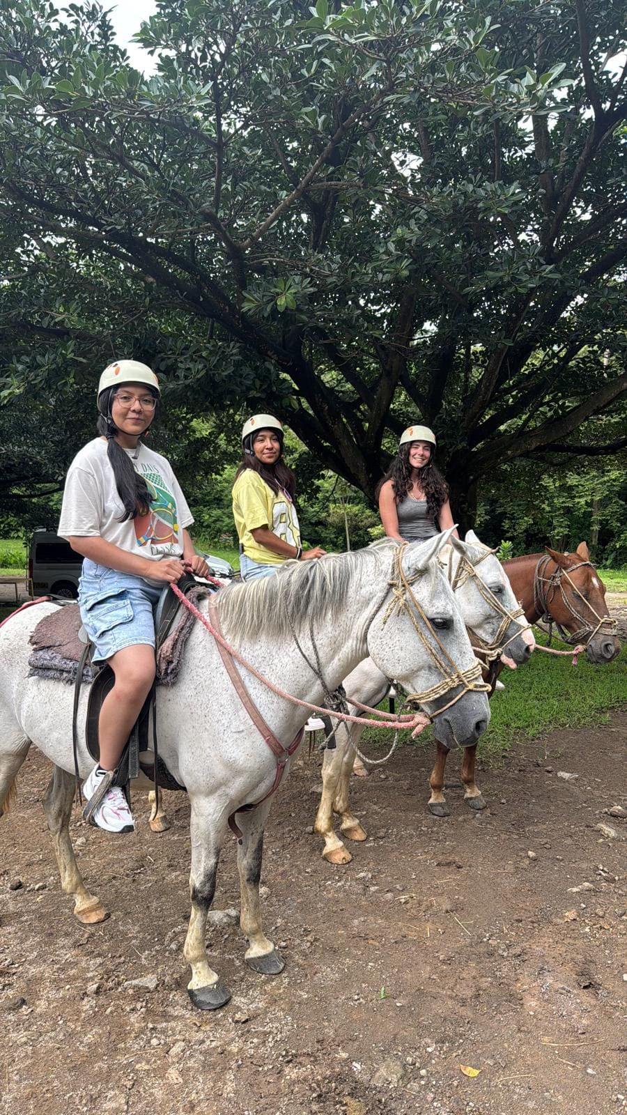 Three people wearing white helmets ride horses on a dirt path under a large tree